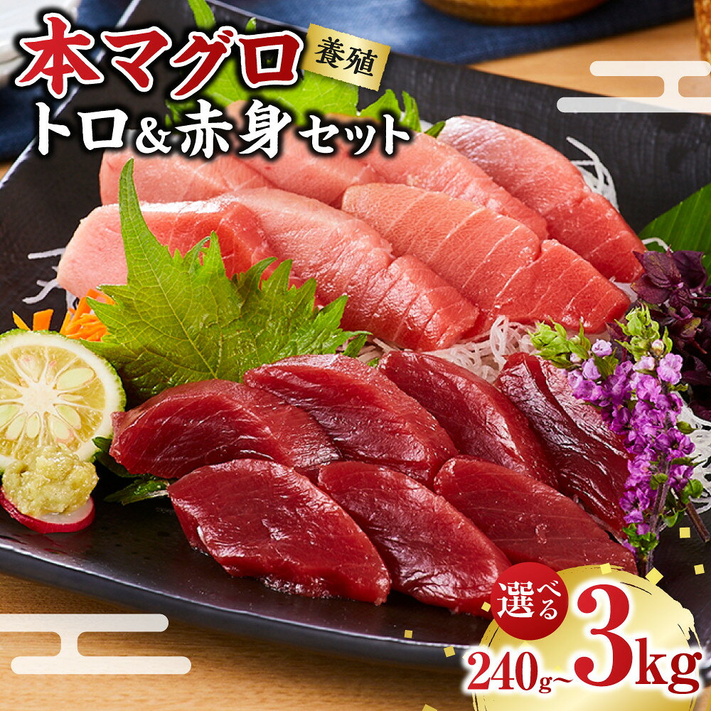 【ふるさと納税】［選べる内容量／240g・500g・1kg・3kg ］本マグロ（養殖）トロ＆赤身セット | 和歌山県 白浜町 和歌山 本マグロ お取り寄せグルメ 海鮮 まぐろ マグロ 赤身 さしみ 刺し身 刺身 お刺身 マグロ丼