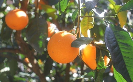 夕焼けブラッドオレンジ 訳あり 5kg