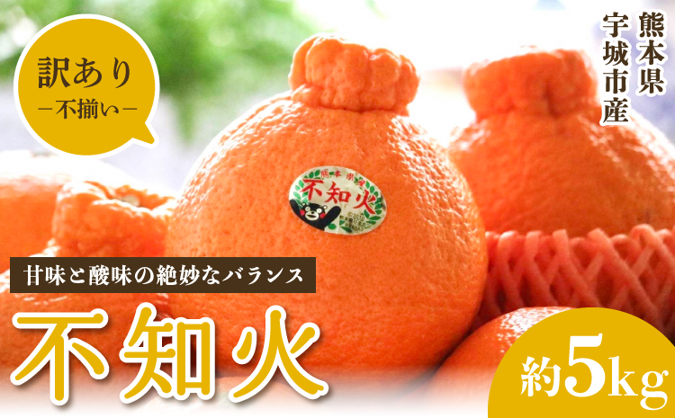 先行予約 不知火 訳あり品 しらぬい わけあり 柑橘類 みかん ミカン 蜜柑 5kg 約15〜20玉 果物 くだもの フルーツ 九州産 熊本県産 宇城市産 国産 雑誌 MORE 掲載商品 松川果樹園 2026年3月上旬から4月下旬発送予定