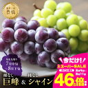 【ふるさと納税】≪先行予約≫たっぷり1.2kg 豊橋産 皮ごと 種なしシャインマスカット300g×2 種無し巨峰300g×2 ブドウ ぶどう マスカット フルーツ 甘い 1.2キロ 果物 豊橋市 愛知県 ギフト プレゼント お祝い セット 組み合わせ 詰め合わせ 旬 食べ比べ 高級 希少