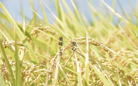 【令和7年産】【300年のお米】特別栽培米（栽培期間中農薬不使用）茨城県産コシヒカリ 玄米 10kg お中元 お歳暮 内祝い 快気祝い