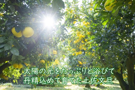 千光士農園の土佐文旦　10kg(ご家庭用スレキズあり)