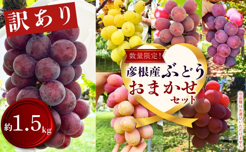 
                  【先行予約 8月下旬から順次発送】訳あり！ ぶどう 詰め合わせ 約1.5kg （小房 約1.2kg＋小粒パック 約350g） 食べ比べ ピオーネ 藤稔 紅伊豆 安芸クイーン 多摩ゆたか ゴルビー 果物 くだもの フルーツ デザート  ブドウ 葡萄 詰合せ 期間限定 おまかせ 訳あり 品種おまかせ 数量限定 品種 夏 秋 9月 不揃い 滋賀 彦根
                
