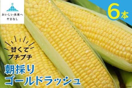 【期間限定発送】 朝採り 即出荷 甘くてプチプチ ゴールドラッシュ 6本 [しゃんと畑 山梨県 中央市 21470241] 野菜 とうもろこし トウモロコシ