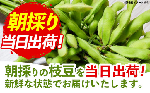 【きあり農園】2026年度 幸手市産 枝豆 1kg - 朝採り えだ豆 エダマメ えだまめ 産地直送