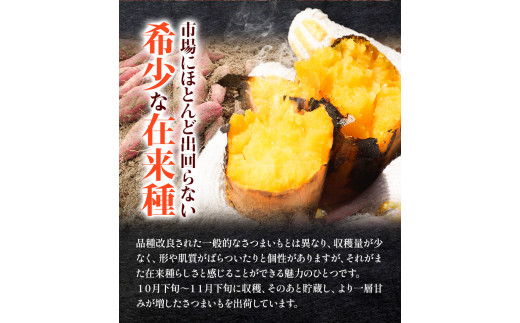 和歌山県のサツマイモ在来種小さめサイズ5kg《12月中旬‐4月下旬頃出荷》みはらファームさつま芋薩摩芋---wshg_mssi_b124_22_11000_5kg---