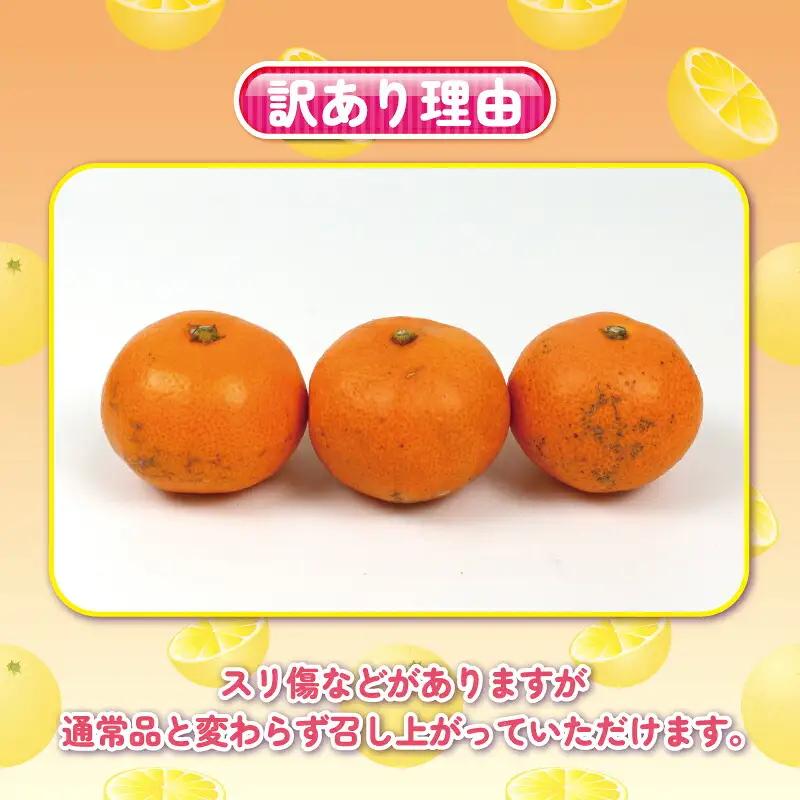 訳あり 完熟 プチ みかん 早生みかん 10kg 杉本屋 B018-143018