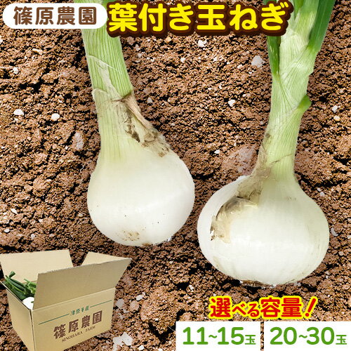 【ふるさと納税】葉付き玉ねぎ 11〜15玉前後 20〜30玉前後 篠原農園《1月上旬-3月上旬頃出荷》熊本県 葦北郡 津奈木町 野菜 たまねぎ バーベキュー ホイル焼き