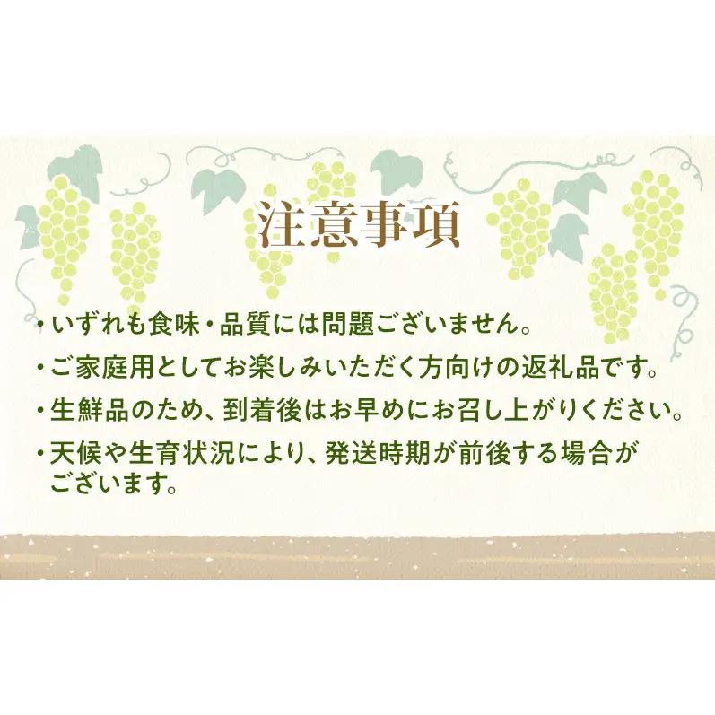 【★先行予約】【訳あり】長野県産シャインマスカット 約400g×3房 見た目にワケあり 味はそのまま 果物 旬のフルーツ 長野県 上田 信州