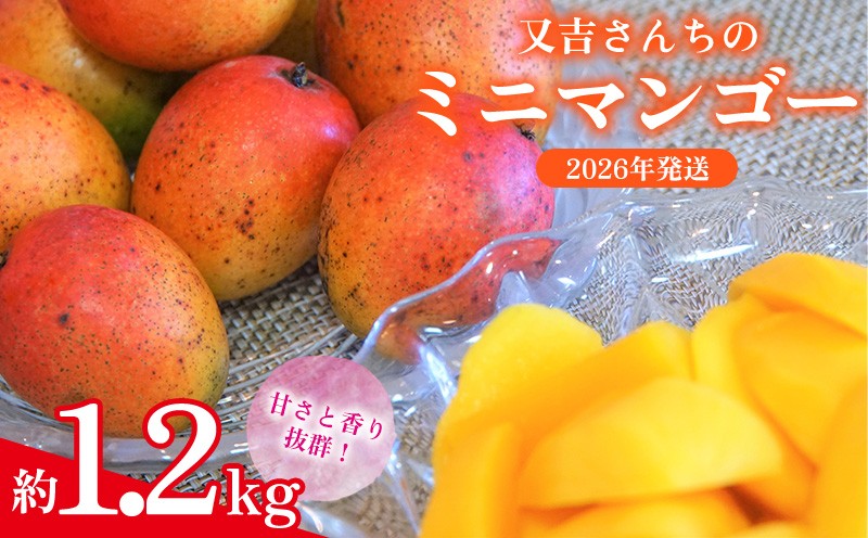 
                  【2026年発送】又吉さんちのミニマンゴー 約1.2kg　 甘い 芳醇 完熟 マンゴー ミニマンゴー みにまんごー 希少 デザート フルーツ アーウィン あまい おいしい ジューシー 南国 高級 まんごー 沖縄 国産マンゴー 沖縄県 東村
                