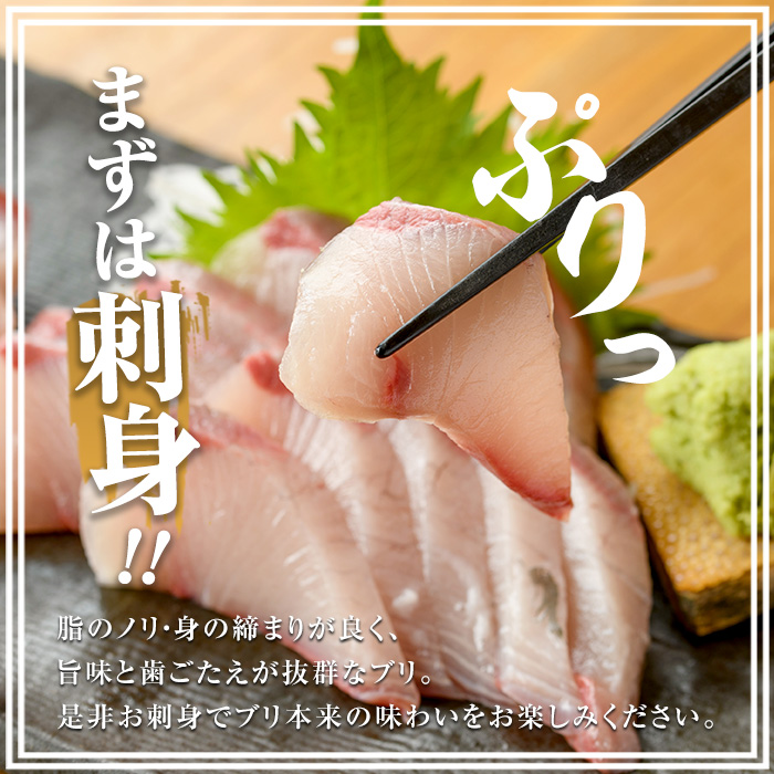 【12月28日発送】ぶりの王様「 鰤王 」 フィレ (約1.5kg・フィレ1枚) 産地直送 新鮮 旨味が抜群の 長島町 特産品 ブランド ぶり 鰤 ブリ 切り身 真空 冷蔵 刺身 ぶりしゃぶ しゃぶし