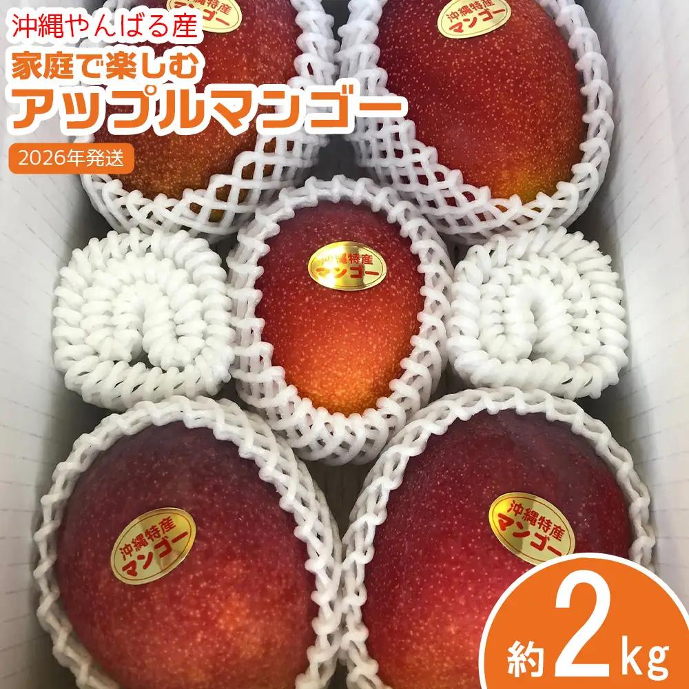 2026年発送【沖縄やんばる産】約2kg　家庭で楽しむアップルマンゴー （Ms mango farm） 南国 南国フルーツ 先行予約 期間限定 沖縄 甘味 糖度 フルーツ 果物 果実 プレゼント ギフト トロピカル 数量限定 予約 おすすめ くだもの 太陽 やんばる 自然