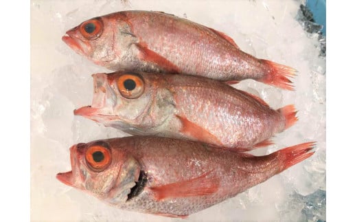 旨脂！のどぐろ（鮮魚）３～4匹（計800g程度） 魚 鮮魚 海鮮 のどぐろ アカムツ 冷蔵 高級魚 下処理済 煮付け 塩焼き 【006_1523】