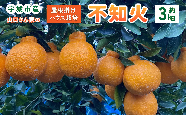 【先行予約】屋根掛けハウス栽培 山口さん家の不知火 約3kg 8〜10玉 3L〜4L【2026年1月上旬から2月上旬発送予定】柑橘 果物 フルーツ