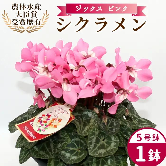 〈予約品〉【シクラメン：ジックス 】農林水産大臣賞受賞  愛知県産 ５号鉢  花 ピンク プレゼント 贈り物 鉢花 鉢 ガーデン ガーデニング 高品質 クリスマス -281