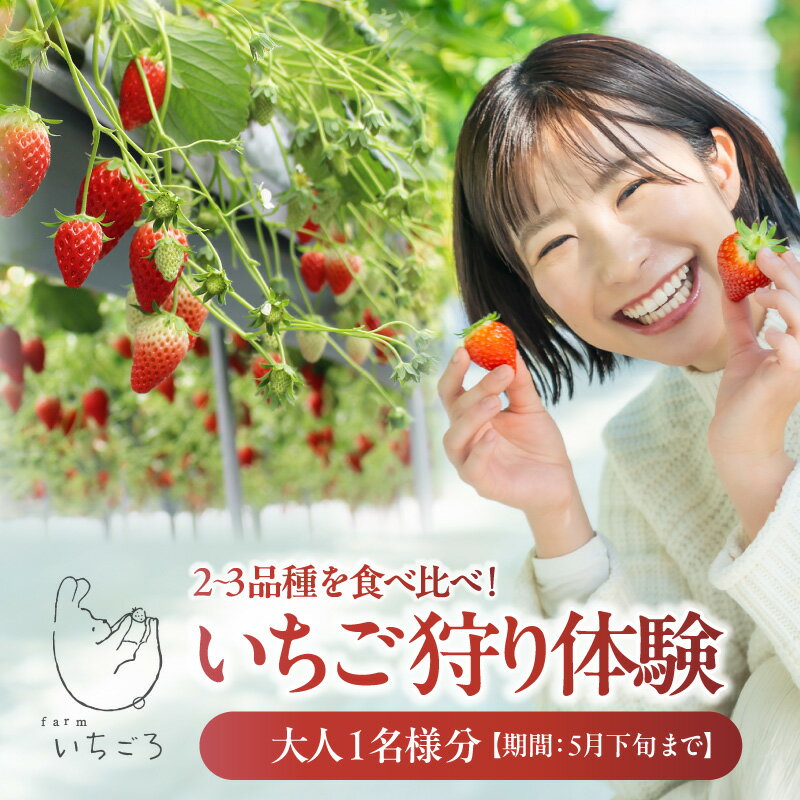 【ふるさと納税】【期間限定】＼テレビで紹介されました！／ 2~3品種の苺を食べ比べ！いちご狩り体験　【期間ご選択】　大人1名分 苺 レジャー おいCベリー紅ほっぺ 章姫 果実 フルーツ 体験 イチゴ狩り 愛知県 常滑市 いちごろ 農園 食べ放題 春休み 送料無料