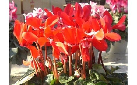 ★12月21日までの限定★　シクラメン（赤系　６号鉢）