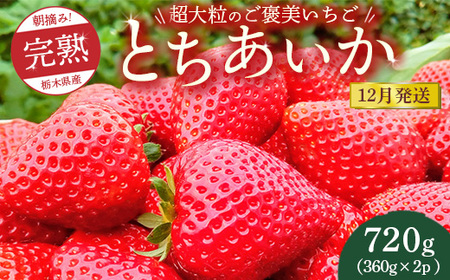 【先行予約】【12月発送】1粒60g以上！超大粒の《ご褒美いちご》朝摘み完熟とちあいか　720g（360g×2p）　※離島への配送不可　※2025年12月上旬～12月下旬頃に順次発送予定