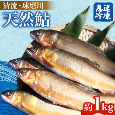 ふるさと納税 球磨村 【先行予約 2025年10月〜順次発送】清流 球磨川 天然鮎 約1kg 【淋種豚場】FKP9-365