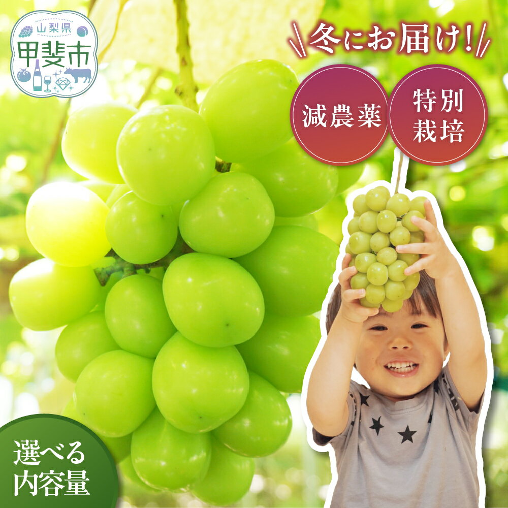 【ふるさと納税】 【2025年発送】冬のシャインマスカット 1～2房 CF-9