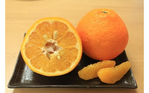 【先行予約】【2026年2月上旬頃発送】玉井農園のいよかん 10kg（3L〜Lサイズ） 愛媛 みかん 蜜柑 柑橘 いよかん フルーツ 伊予柑 愛媛県 松山市