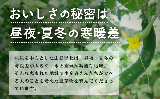 庄原産「旬の野菜」詰め合わせ箱 | 野菜セット 13～15品目 旬の野菜 やさい 1箱 冷蔵