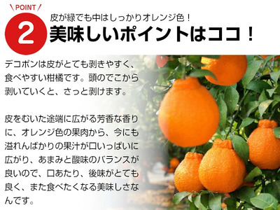 熊本県産デコポンと熊本市産青島みかんセット【2026年1月下旬～2月下旬発送予定】 デコポン みかん 蜜柑 果物 フルーツ セット 熊本市産