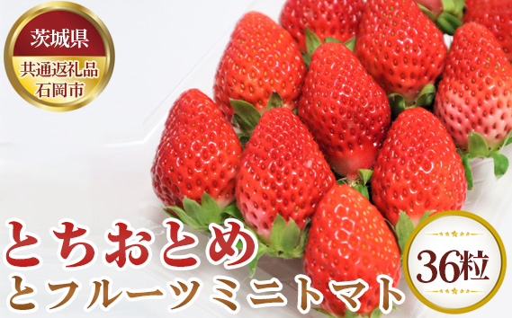 
No.684 【先行予約】とちおとめとフルーツミニトマト　36粒【茨城県共通返礼品 石岡市】 ／ 詰め合わせ とまと イチゴ 茨城県
