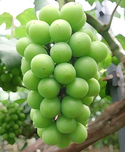 【2026年先行受付】エコファーマー生産！シャインマスカット4kg