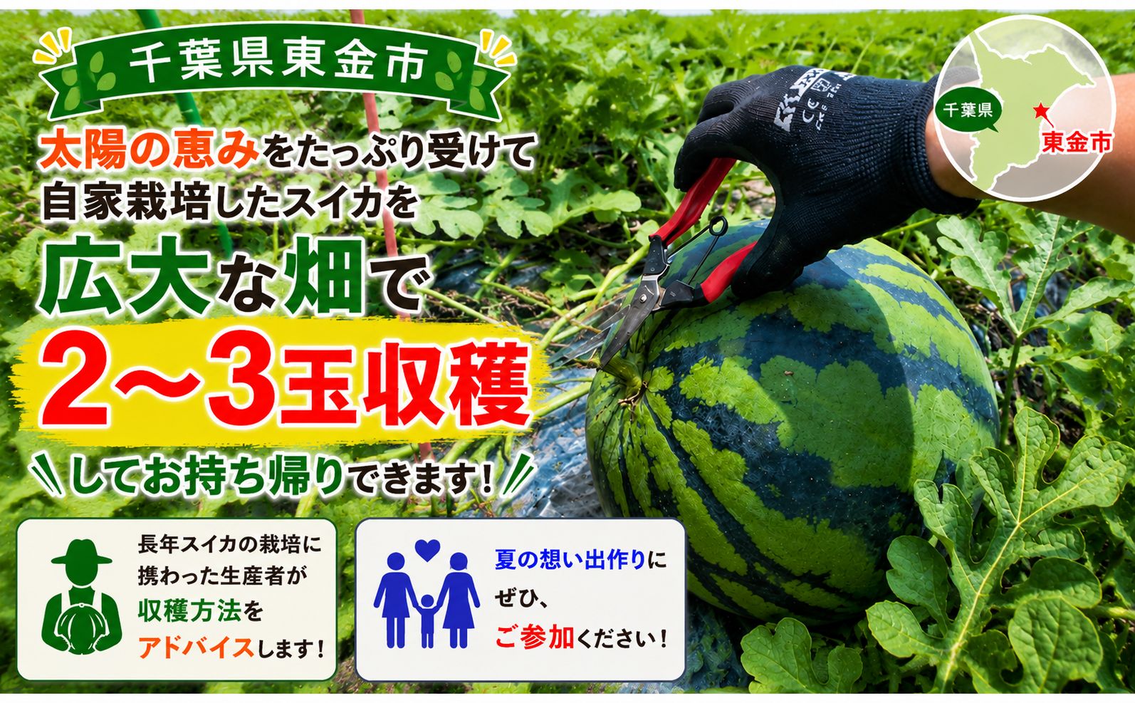 小玉 スイカ 収穫体験 2～3個 お持ち帰り付き 1グループ様 高糖度 西瓜 小玉スイカ 夏