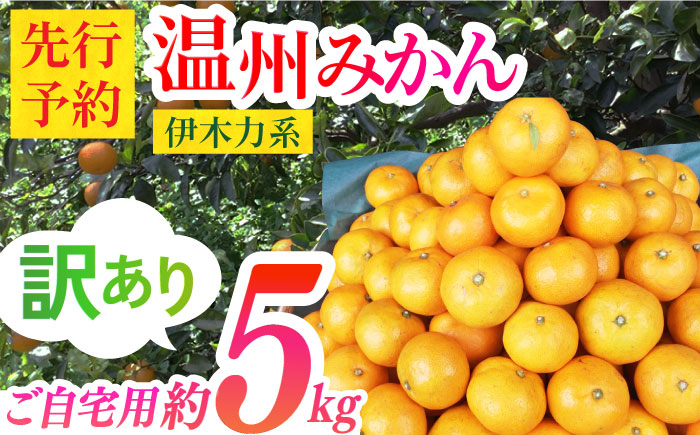 
【先行予約】【訳あり】伊木力系 温州みかん 5kg（ご自宅用）長崎県/大将農園 [42AOAA005] みかん ミカン 温州みかん 温州 柑橘 伊木力 果物 フルーツ 長崎 犬 猫 動物保護 支援 保護犬 保護猫
