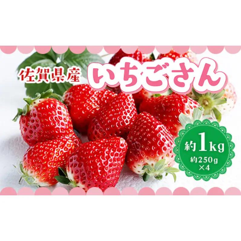 いちご いちごさん 佐賀県産 いちご【約1kg】