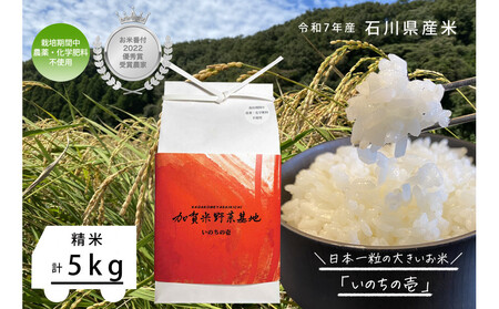 《令和7年産 新米》【お米番付優秀賞受賞農家】日本一粒の大きいお米『いのちの壱』白米5kg