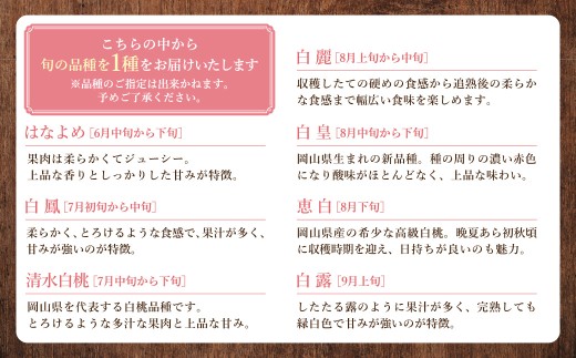 【 全3回定期便 】 訳あり 岡山白桃 （ 家庭用 ） 1.2kg以上 サイズ不揃い 果実 フルーツ 甘み 香り 旬 手土産 くだもの 果物 果汁 果肉 食感 国産 岡山県産 白桃 もも 桃 モモ 【 2026年6月下旬～8月下旬迄発送予定 】