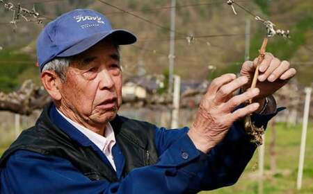 ナガノパープル 約1.3kg 2～3房 ［小布施屋］ 果物 フルーツ ぶどう 葡萄 令和8年産【2026年9月上旬～10月上旬発送】[B-5]