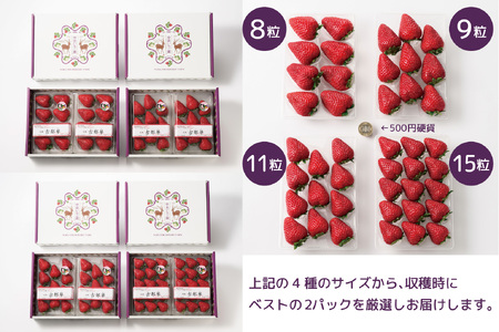 【数量限定】【先行予約】【1・2・3月発送】奈良県特産 高級ブランドいちご「古都華」旬の３ヶ月定期便 