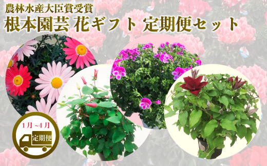 【先行予約】【花ギフト定期便】 根本園芸 新年 花ギフト（1〜4月毎月お届け）定期便セット 定期便 お届け 1月/マーガレット 2月/ラナンキュラス 3月/ラックス 4月/クレマチス 農林水産大臣賞受賞【1001001】