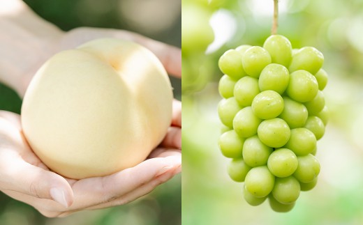 【2回定期便】 岡山白桃 （清水白orおかやま夢白桃） 5～8玉 （2kg以上） ＆ シャインマスカット 3～5房 （2kg以上） 【2026年7月下旬から順次発送予定】 ／ くだもの 果物 果実 フ