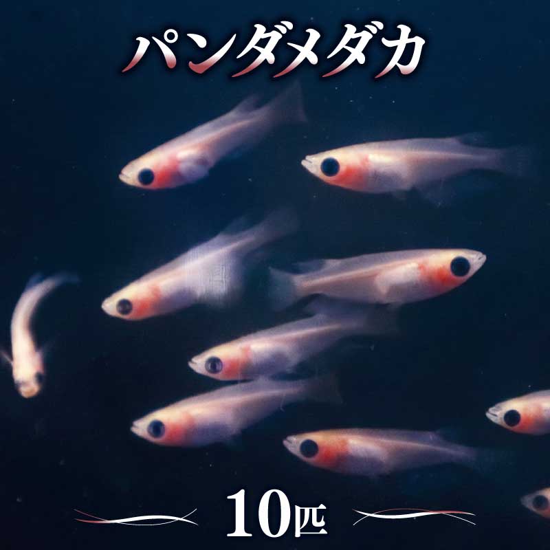 【ふるさと納税】 11月～3月発送予定 パンダ メダカ 10匹 めだか 飼育 初心者 おすすめ 生物 育てやすいめだか 国産メダカ 初心者向けメダカ 生き物 いきもの 趣味 室内 鑑賞 インテリア 綺麗 きれい 珍しいめだか ぱんだめだか 魚 水槽 育成 淡水魚 川魚 さかな 宮城 岩沼