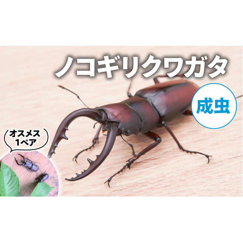 【配送期間は2026年6月下旬～8月上旬に随時配送】ノコギリクワガタ（成虫）オスメス１ペア