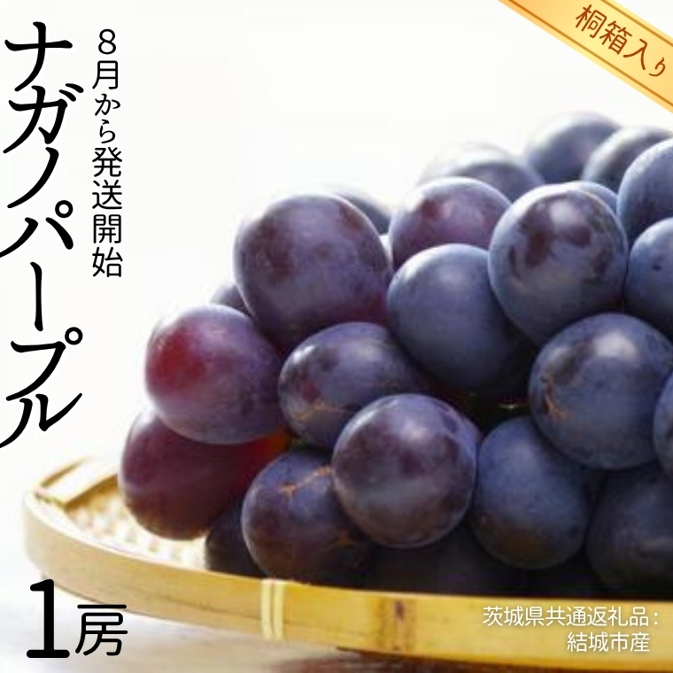 【 桐箱入り 】 ナガノパープル 1房 【2026年8月から発送開始】（茨城県共通返礼品 [ぶどう]：結城市産） 果物 フルーツ マスカット ぶどう ギフト 贈答 プレゼント 桐箱 [BI338-NT]