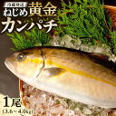 【ふるさと納税】カンパチ 1尾 3.6～4.0kg 配送日指定可能 | ねじめ黄金カンパチ 1本 勘八 魚 さかな 魚介 魚介類 海鮮 養殖 冷蔵 産地直送 刺身 刺し身 カルパッチョ 特産品 鹿児島県 南大隅町