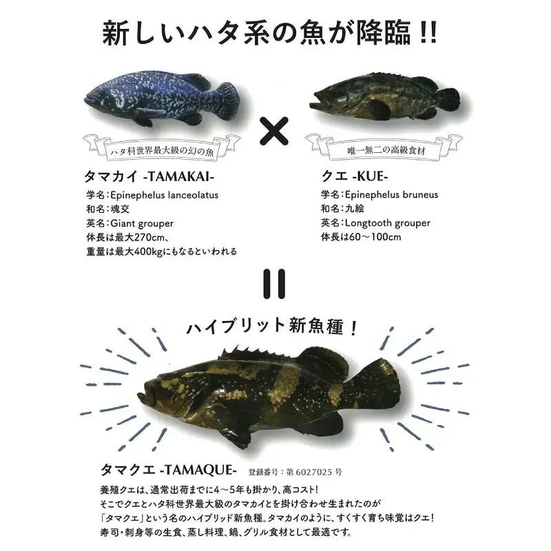 【高評価★5】 クエ鍋 切り身 アラ付きの セット 合計 500g タマクエ 鍋 お歳暮 高級 愛媛県 愛南町 愛南サンフィッシュ
