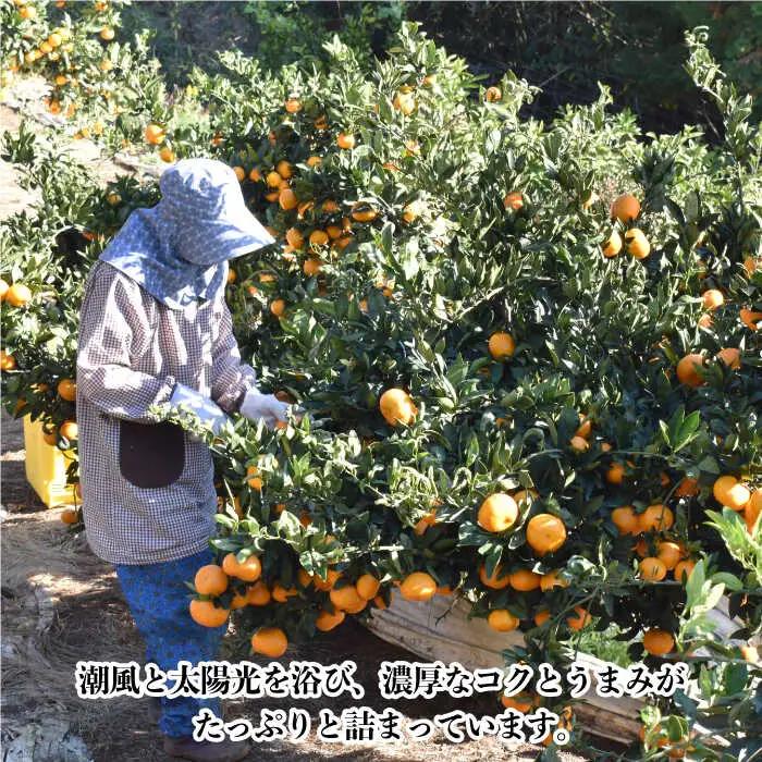 【数量限定】高糖度系 温州みかん(青島) 約10kg[OAF006] ミカン