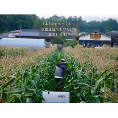 南信州産 完熟生とうもろこし 約3kg(6本～8本)【配送不可地域：離島】