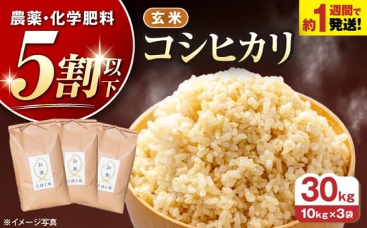 【 令和7年産】こしひかり 玄米 10kg × 3袋 30kg 農家直送 コシヒカリ 米 ご飯 玄米 ごはん おにぎり お弁当 お米 滋賀県 長浜市/株式会社エース物産 [AQAK007]