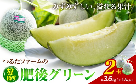 つるたファームの 朝採り 肥後グリーン メロン 1.8kg以上 2玉 株式会社七城の恵み《5月上旬-5月下旬に出荷予定》熊本県 菊池市 メロン つるたファーム