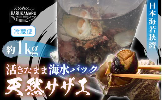 日本海若狭湾 【活きたまま天然サザエ約1kg】 海水パックにてお届け！【活サザエ 貝 魚介 魚介類 海鮮 海産物 さざえ 栄螺 肝 刺身 壺焼き つぼ焼き バーベキュー BBQ 国産】 [m36-a034]
