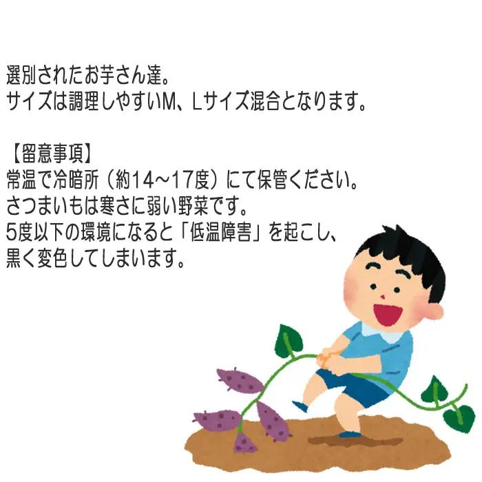 紅はるか10kg No.406
