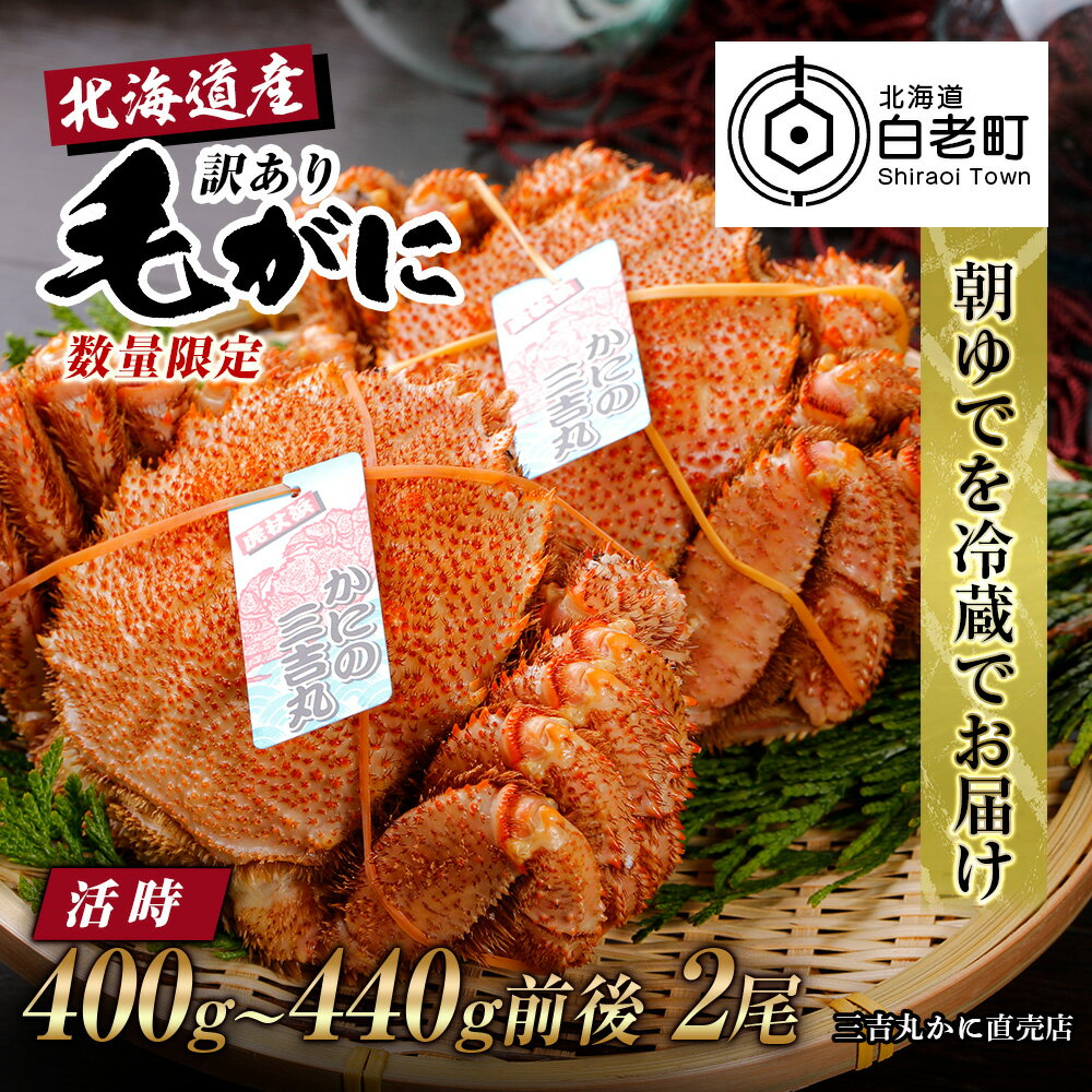 【ふるさと納税】数量限定【朝ゆで】北海道産訳ありボイル毛ガニ（活時400-440g前後）2尾 AS149